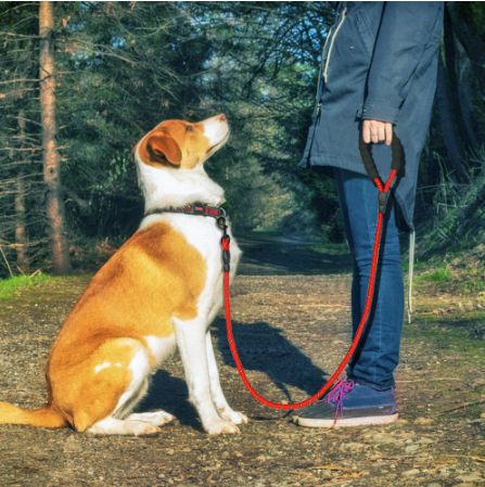 Reflective dog leash used on a walk